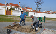 plantacao arvores devesa