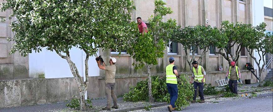 limpeza laranjeiras